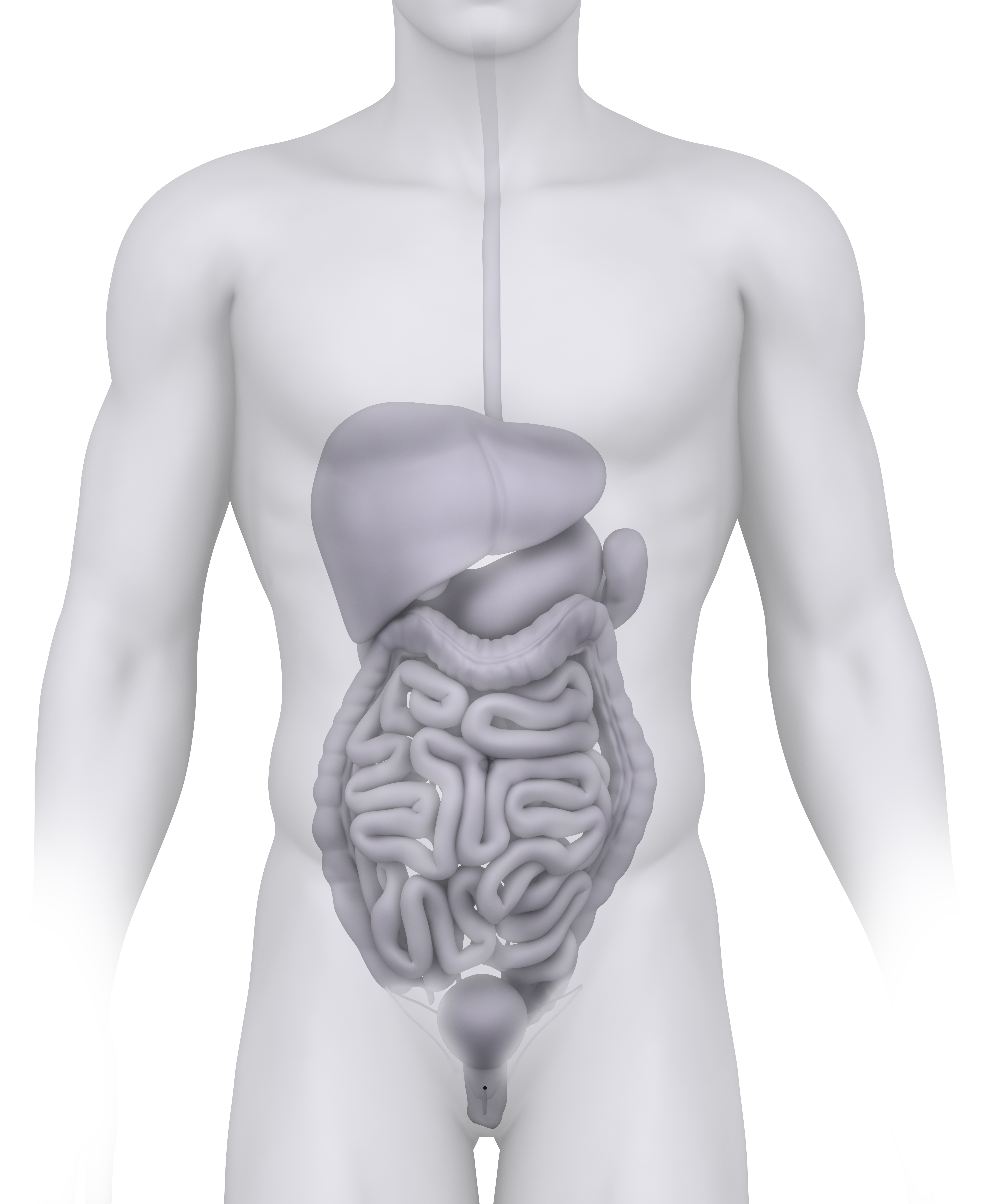 Селезенка орган брюшной полости человека. Органы брюшной полости человека. Анатомия органов брюшной полости.